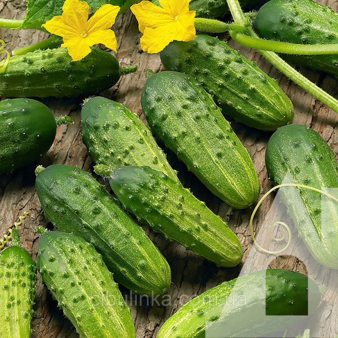 Огірок Соната F1 Rijk Zwaan/Нідерланди 20 шт., фото 1