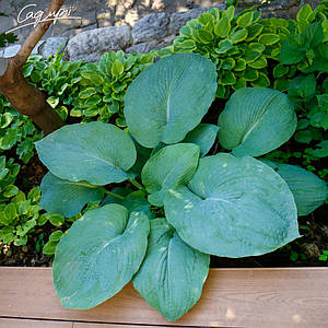 Хоста 'Moody Blues', контейнер 3л