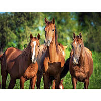 Картина за номерами 40x50 см DIY Трійка коней (FRA 73508)