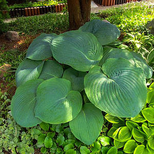 Хоста 'T Rex', контейнер 3л