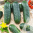 Насіння огірка Стінгер F1 Садиба центр 10 шт, фото 2