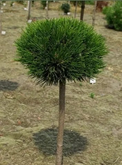 Сосна белокорая Шмидта (Pinus leucodermis Schmidtii) штамб 30-40см - фото 2 - id-p673888500