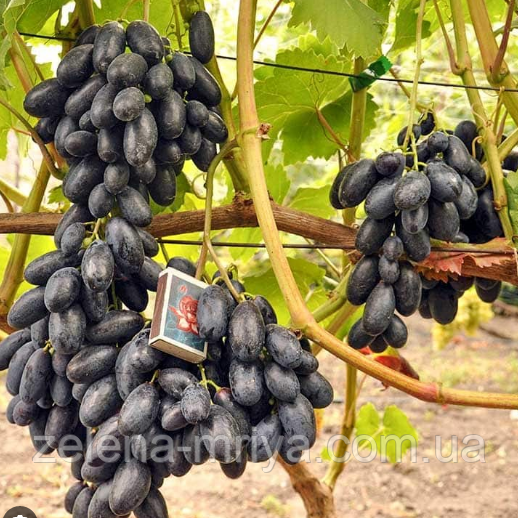Виноград Столовий Веліка