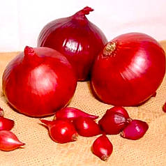 Цибуля тиканка Ред Кармен (Red Karmen), фракція 8-21 мм (Голландія), 1 кг