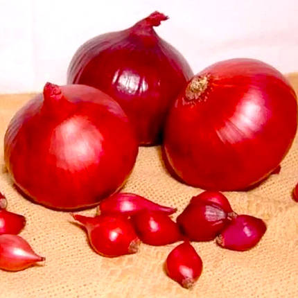 Цибуля тиканка Ред Кармен (Red Karmen), фракція 8-21 мм (Голландія), 1 кг, фото 1