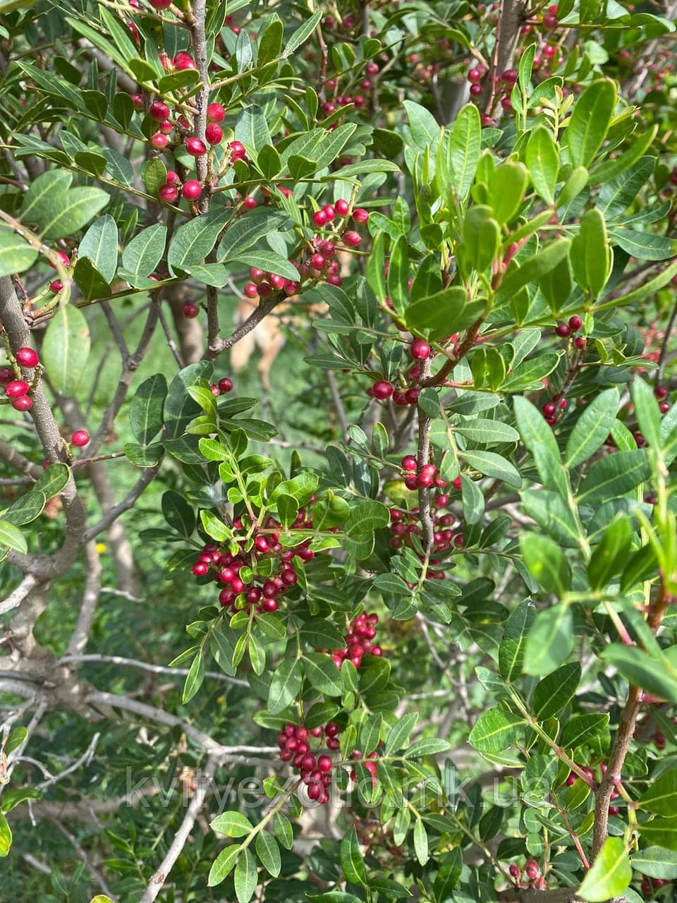 Фісташка.
Фісташка мастична. 
Pistacia lentiscus.