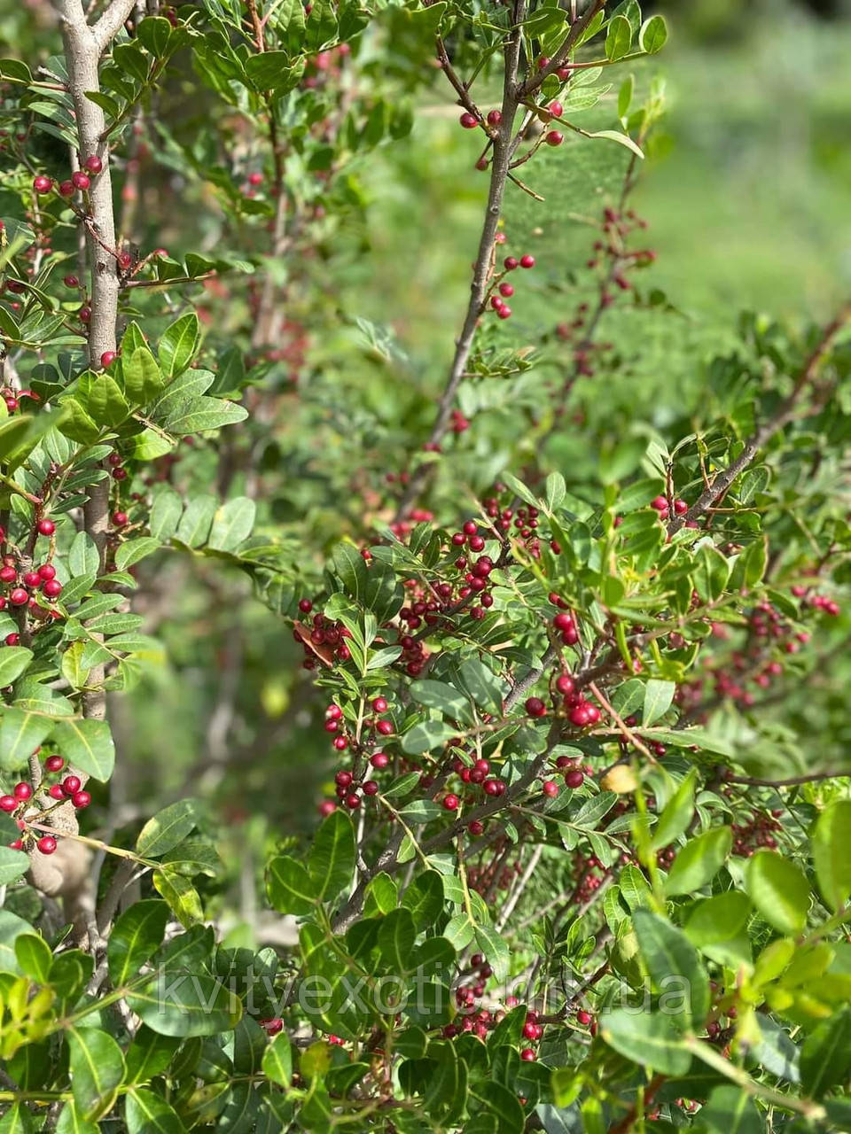 Фісташка. Фисташка мастичная. Pistacia lentiscus. - фото 10 - id-p1388485308