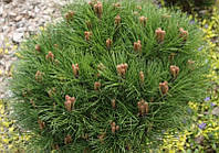 Сосна черная Мари Брегон (Pinus nigra 'Marie Bregeon')