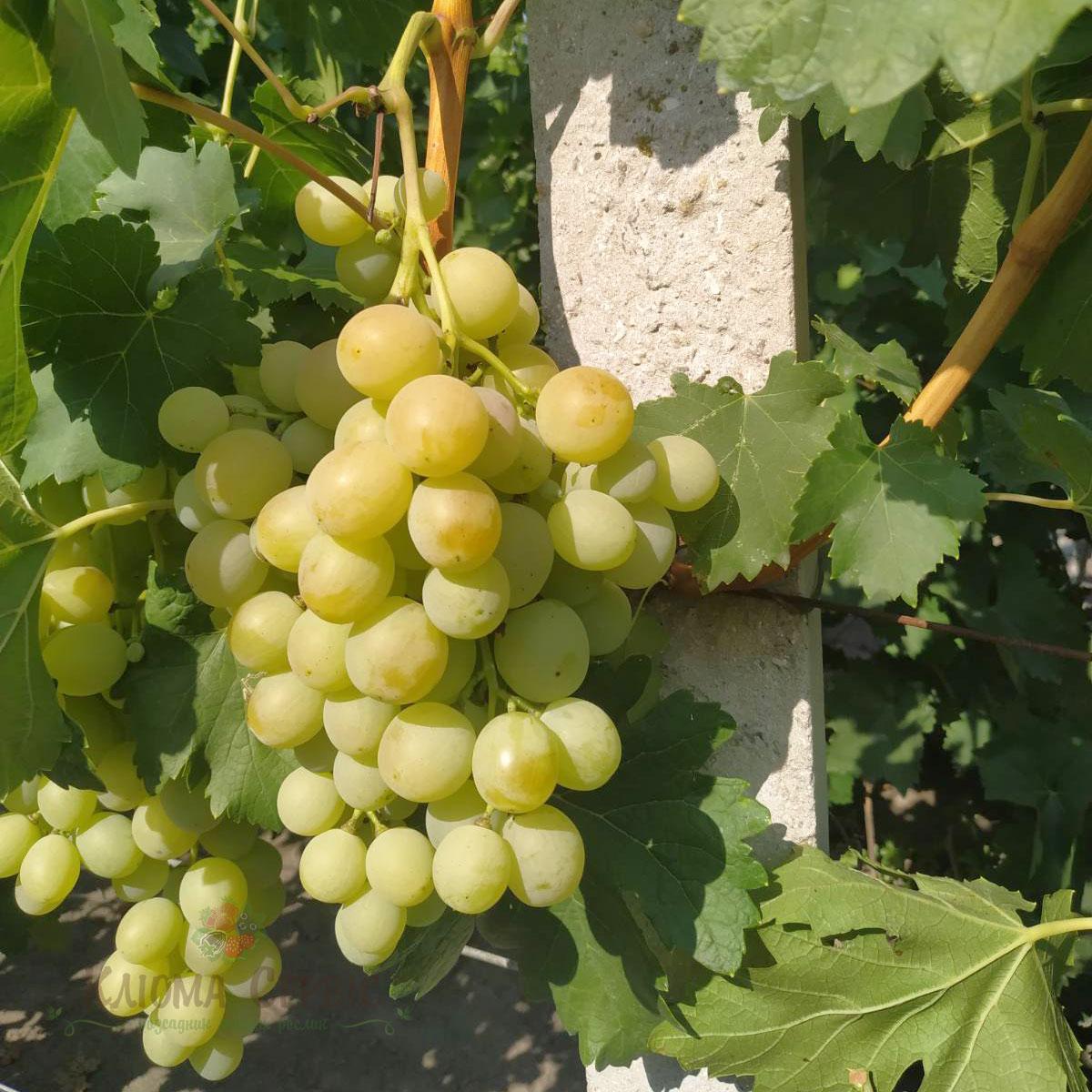 Саджанці винограду сорт Спонсор, напівупакований