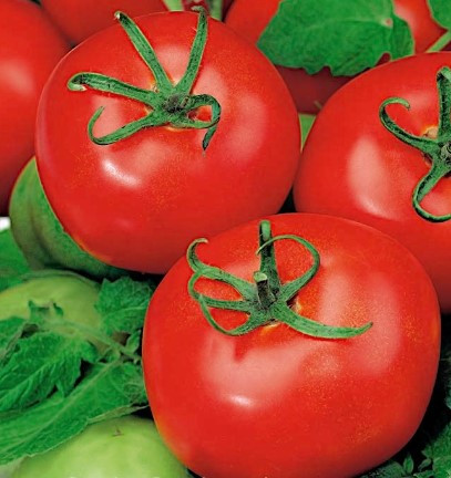 Насіння томату "від Лазарєвих" Сабала 15 насінин, фото 1