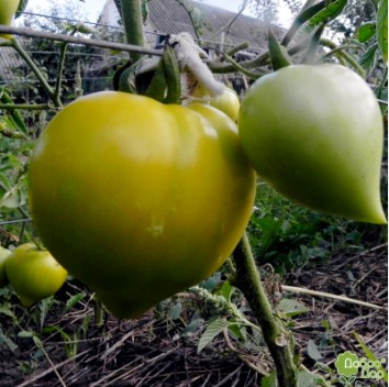 Насіння томату Зимове серце 30 насінин, фото 1