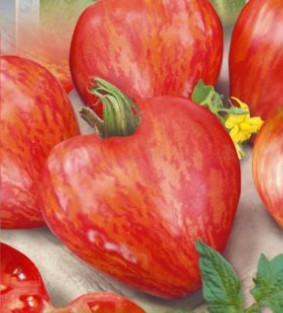 Насіння томату Волове серце смугасте 30 насінин, фото 1