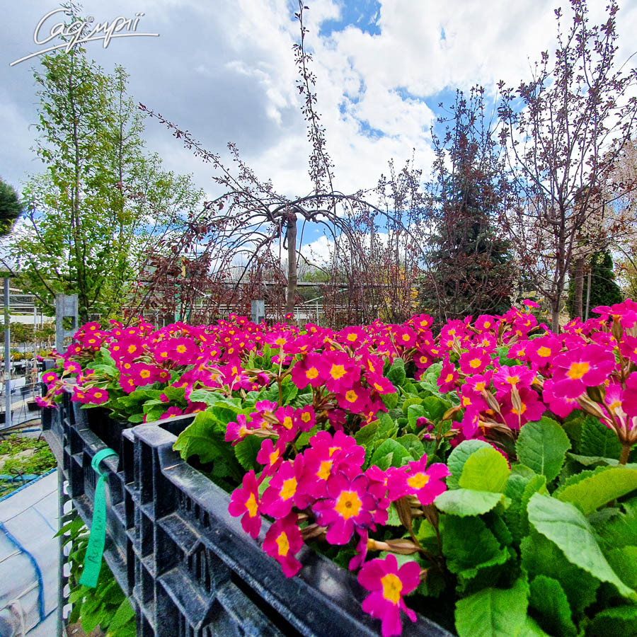 Первоцвіт звичайний, контейнер 1л, фото 1