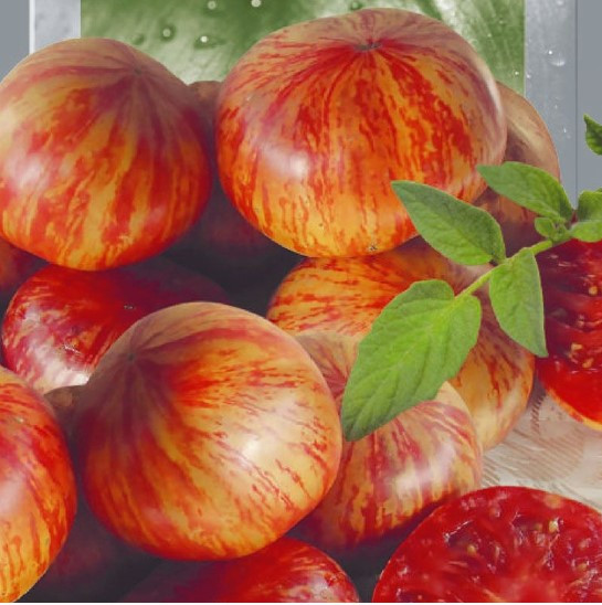 Насіння томату Хамелеон 30 насінин, фото 1