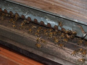 Вароатоз бджіл, як з ним боротися за допомогою міді?