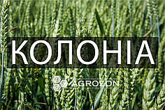 Озима пшениця Колоніа Limagrain — 50 кг