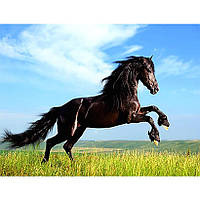 Картина за номерами 40x50 см DIY Фризійський кінь (FRA 73460)