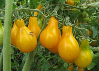 Семена томата Семена от Лазаревых Желтая груша 0,2 гр (30-50 семян)