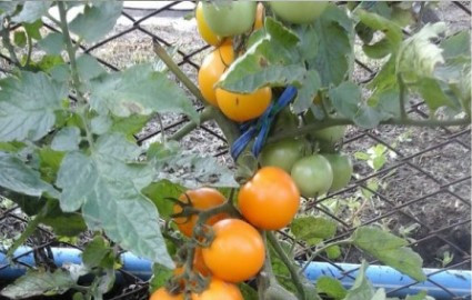 Насіння томату Помаранчовий рай 30 нас, фото 1