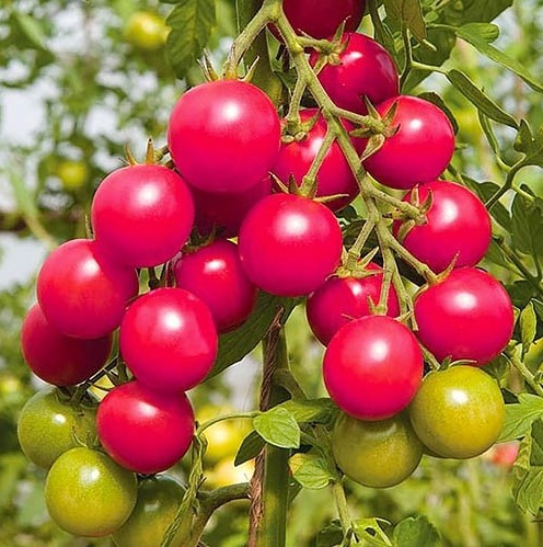 Насіння томату Шалун  30 насінин, фото 1
