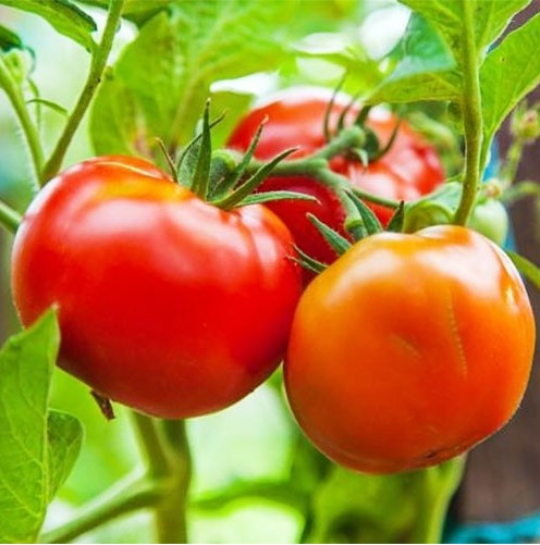 Насіння томату Білий налив 60 нас, фото 1