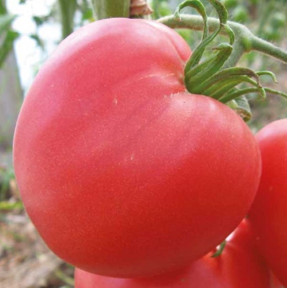 Насіння томату Гопак 30 насінин, фото 1