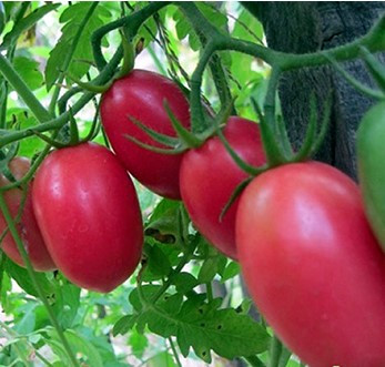 Насіння томату Комбат 30 насінин, фото 1