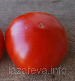 Насіння томату Лев 30 нас, фото 1