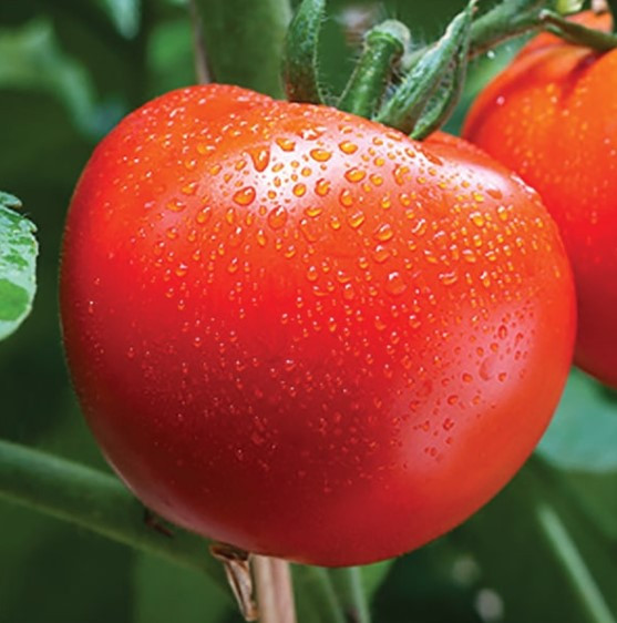 Насіння томату Товстий Джек 30 насінин, фото 1