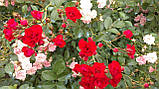 Троянда Scarlet Meillandecor (Скарлет Мейяндекор) грунтопокривна, фото 4