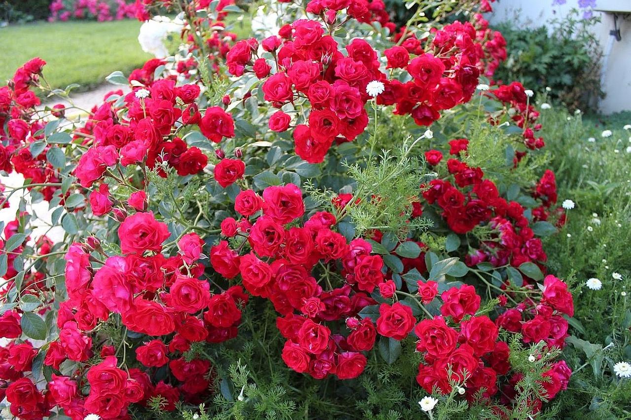 Троянда Scarlet Meillandecor (Скарлет Мейяндекор) грунтопокривна