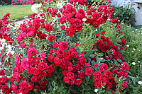 Троянда Scarlet Meillandecor (Скарлет Мейяндекор) грунтопокривна