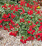 Троянда Scarlet Meillandecor (Скарлет Мейяндекор) грунтопокривна, фото 3