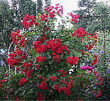 Троянда Scarlet Meillandecor (Скарлет Мейяндекор) грунтопокривна, фото 8