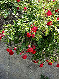 Троянда Scarlet Meillandecor (Скарлет Мейяндекор) грунтопокривна, фото 6