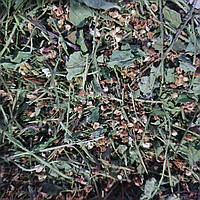 1 кг Черемуха цвет+трава сушеная (Свежий урожай) лат. Prúnus pádus