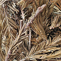 1 кг Пихта иголки/побеги сушеные (Свежий урожай) лат. Abies