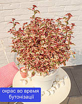 Гортензія пильчата Ейфорія Пінк \ Hydrangea serr. Euphoria® 'pink ( саджанці 2 роки Р13 ) Новинка 2023, фото 3