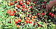 Насіння томата П'єтра Росса F1/Petra Rossa F1 5000 насіння Clause, фото 2