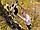 Секатор телескопічний Stocker 608 Long Handled 170 см Штокер, фото 2