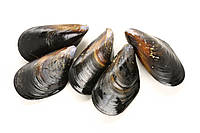 Мідії в мушлях, розмір 40/60, 1 кг, Іспанія (Галісія)