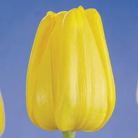 Тюльпан жёлтый Caractere (Характер), луковицы опт