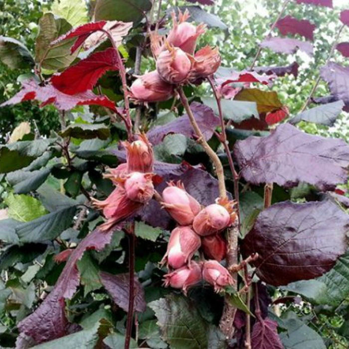 Саджанці фундука "Варшавський червонолистий" (відводок), фото 1