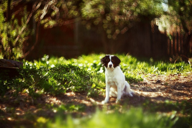 Унікальне боке при зйомці радянським об'єктивом Геліос 40-2