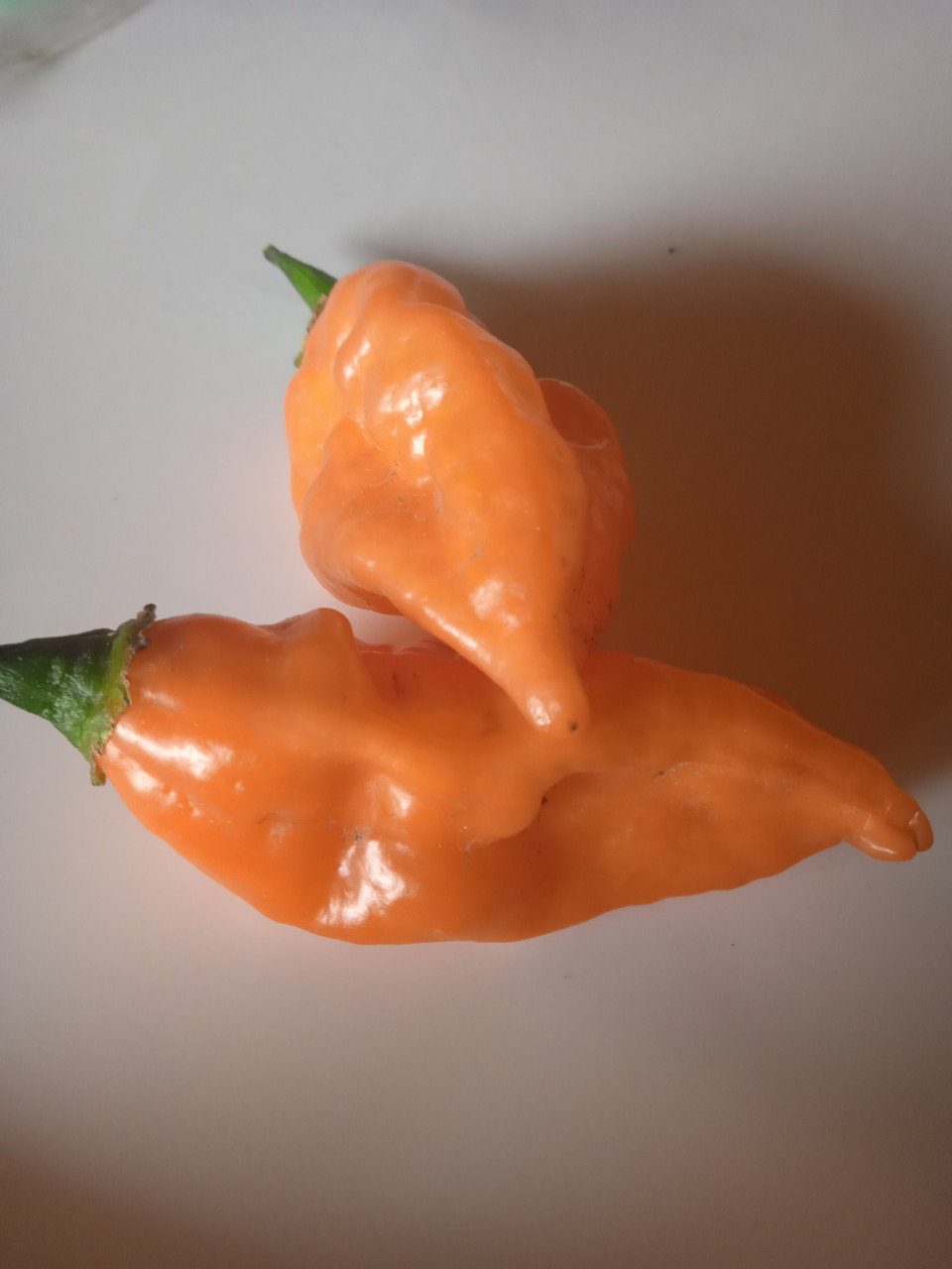 Гострий перець 7 Pot Bubblegum yellow сушений плід 1 штука