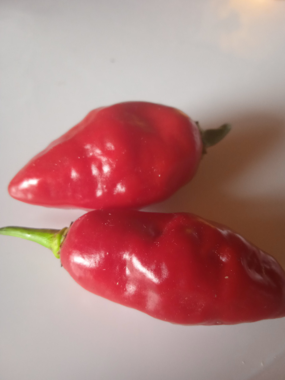 Гострий перець 7 Pot Bubblegum Red насіння 5 штук