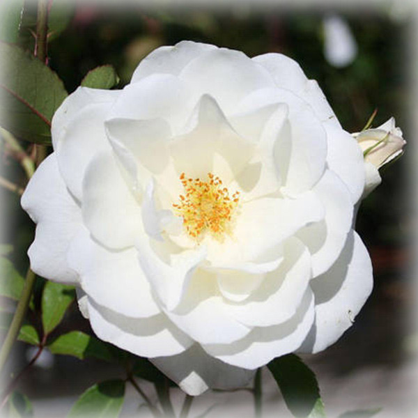 Троянда штамбова Айсберг (Iceberg), фото 1