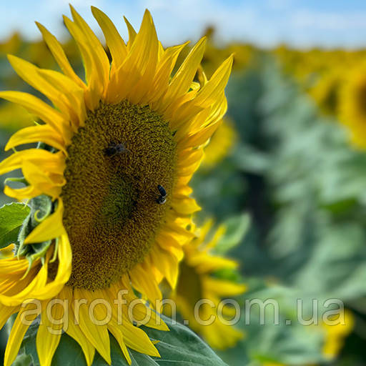 Насіння соняшнику нсх-8005 Насіння соняшнику нсх-8005