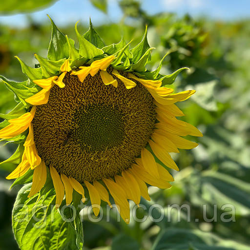 Насіння соняшнику нсх-8005 Насіння соняшнику нсх-8005