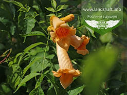 Campsis radicans 'Flava', Кампсис укорінливий 'Флава',C5 - горщик 5л